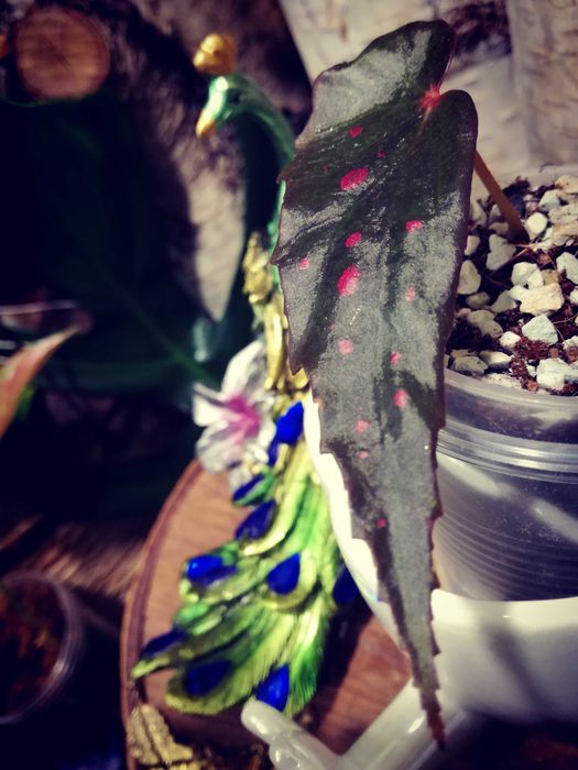 Begonia DarthVaderiana x Amphioxus UNIKAT ! wielka rzadkość roślina kolekcjonerska nie monstera