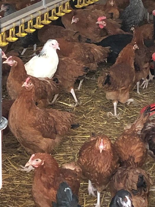 Sprzedaż drobiu odchowanego. Kury,kaczki,gęsi,perliki,brojlery