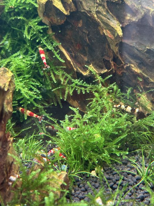 Caridinas Crystal Red & Black