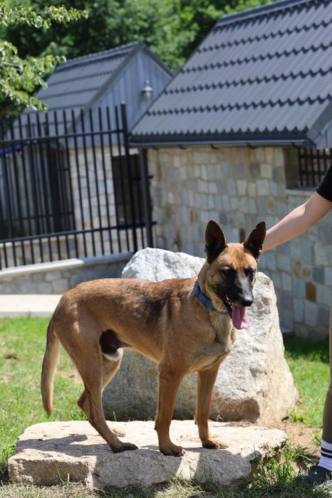 Młody energiczny samiec do adopcji