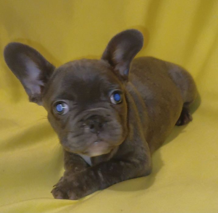Девочка французский бульдог