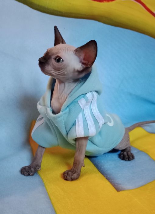 Сфінкс хлопчик  Канадець резинка