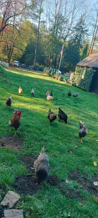 Jaja lęgowe kur niosek mix jajka kolorowe greenshell, marans tęczanka ayam