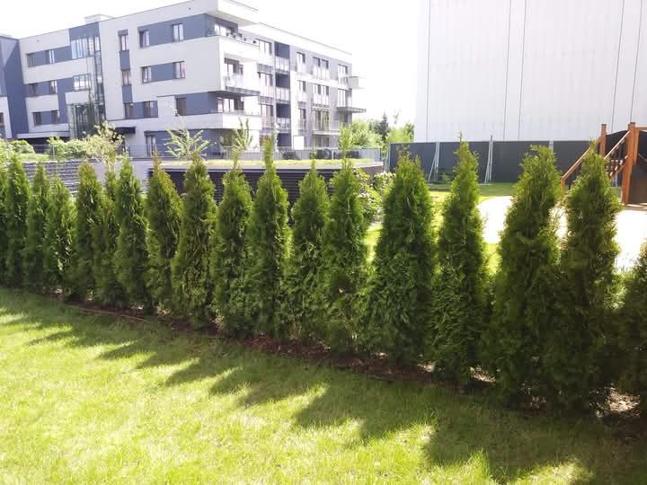 Thuja Tuja Szmaragd