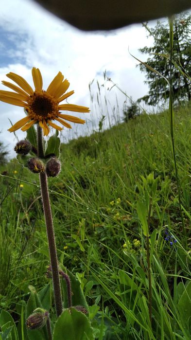 Продам. Арніка гірська. Верховина. Суха