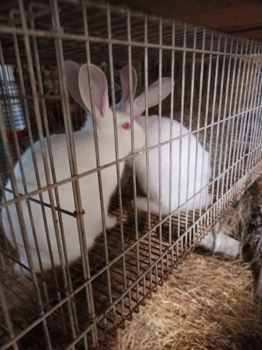 Casal coelhos castanhos