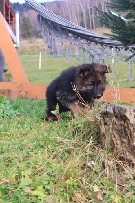 Suczka 10 tygodni Owczarka niemieckiego długowłosy  gotowa do zmiany d