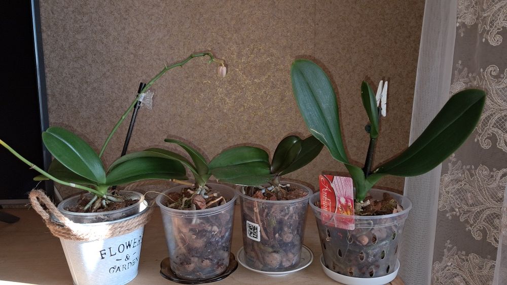 Орхідея  орхідея