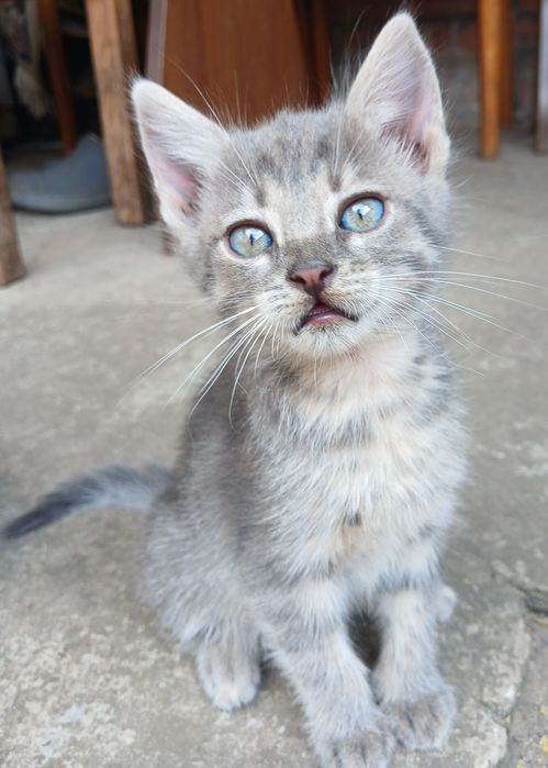 Віддаємо даром милих кошенят