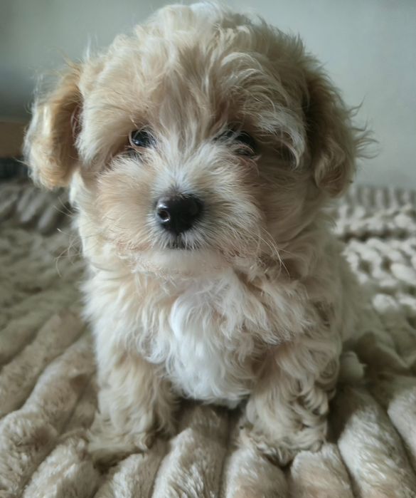 Cudowna  maltipoo F1  dziewczynka