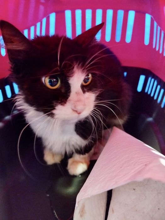 Gato para adoção responsável