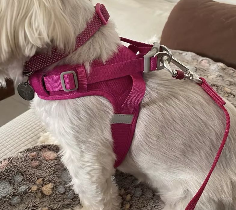 Шлея для маленьких порід собак та котів TRUELOVE шлейка