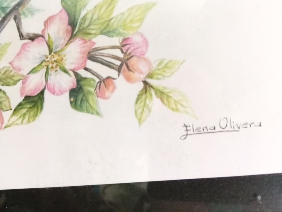 Gravuras borboletas de Elena Olivera