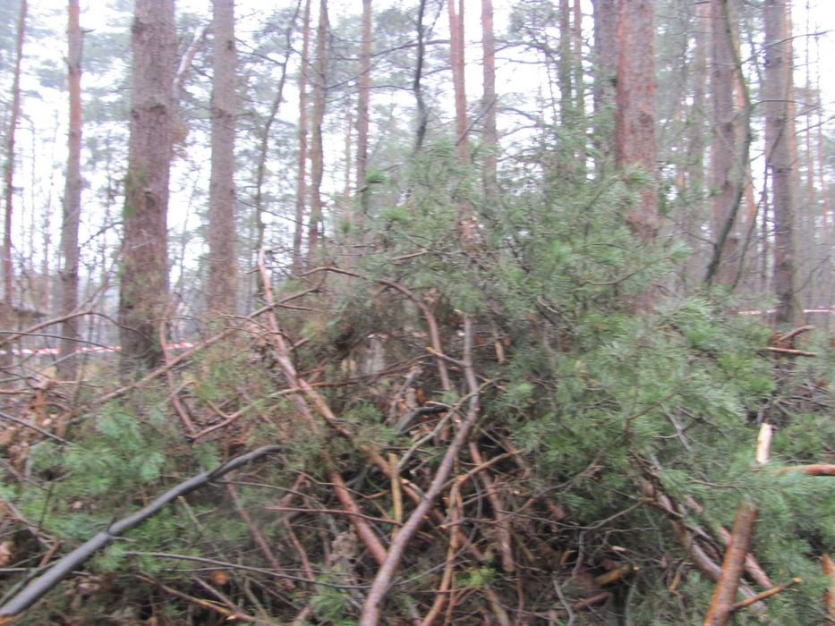 Drewno opałowe konary, gałęzie