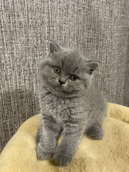 Розкішні кошенята