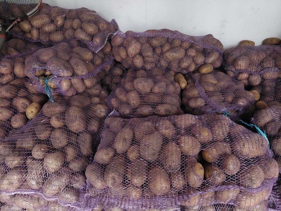 Продам картоплю двух сортів