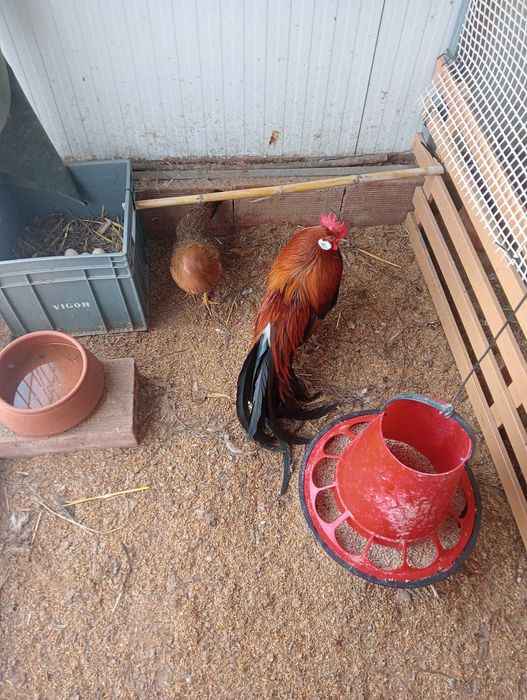 Vendo casal Fênix Adulto