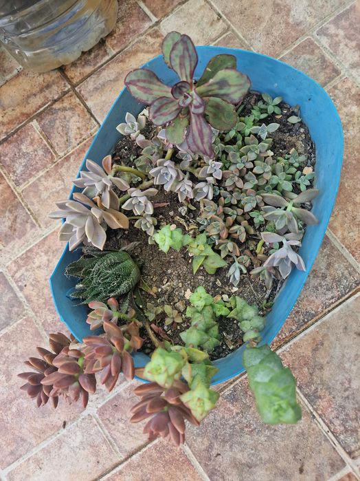Plantas, jardins decorativos