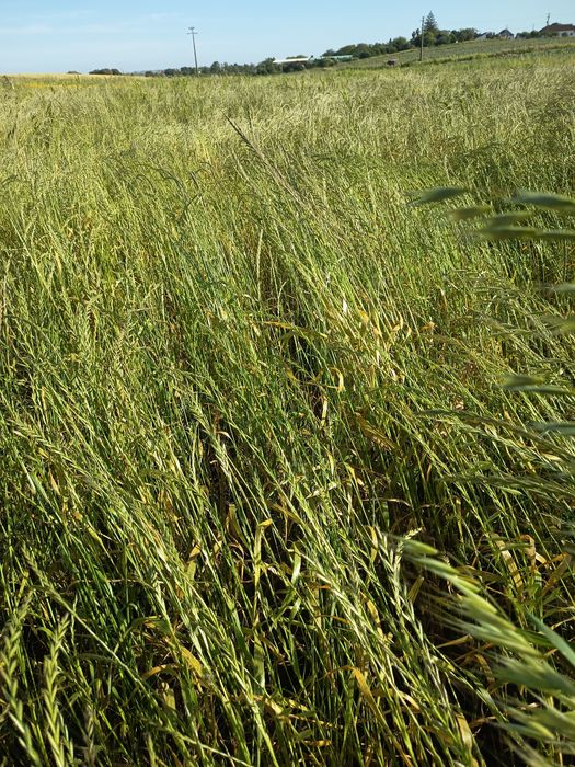 Feno mistura semeado 2025