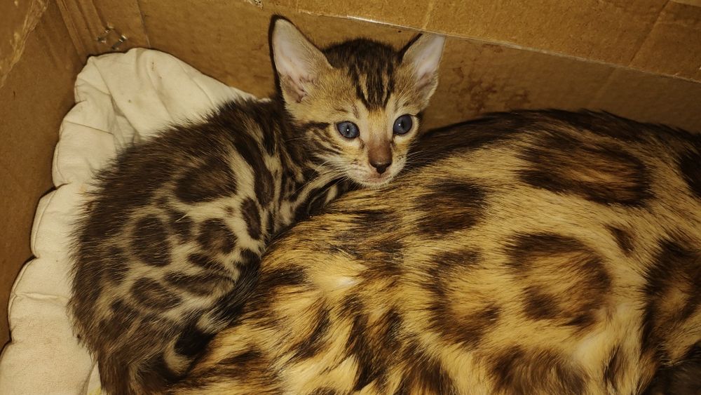 Бенгалята хлопчики та дівчатка