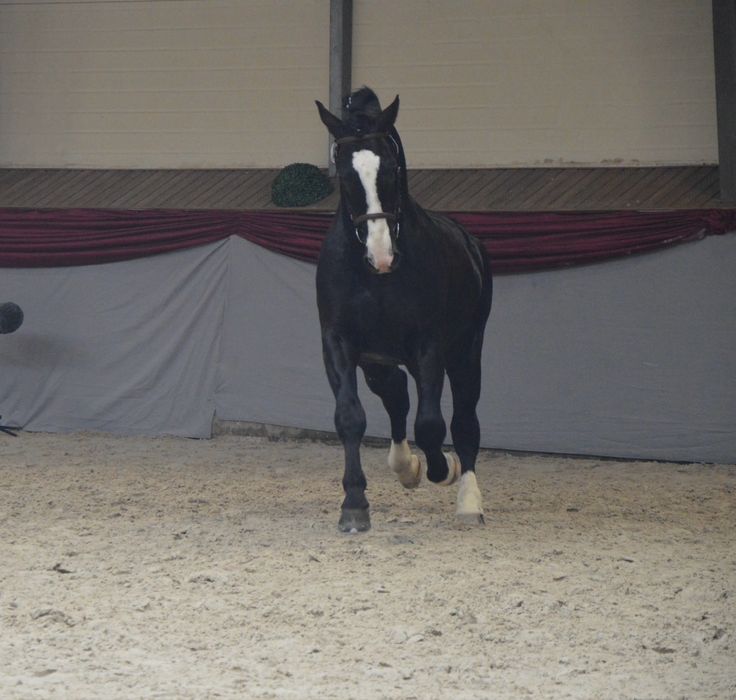 Ogier Śląski Rekrut