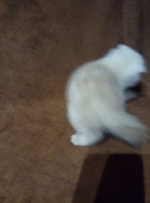 Вислоухий котенок Золотой шиншилла
