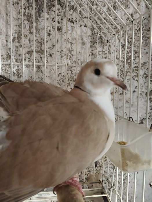 Rola femia truca de cabeça branca