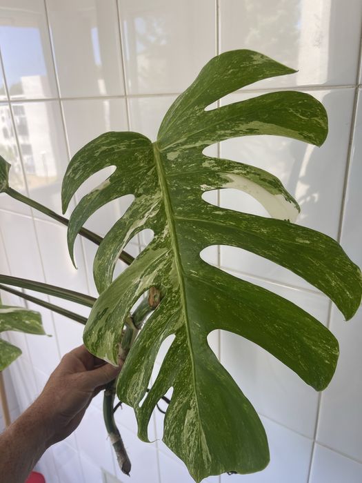 Monstera variagata