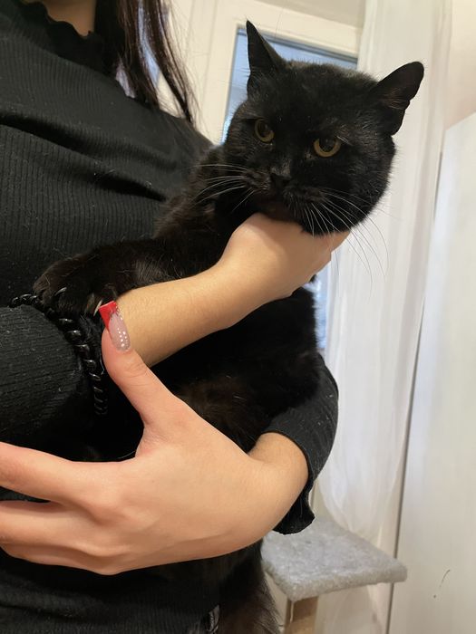 Кішка шукає сімʼю