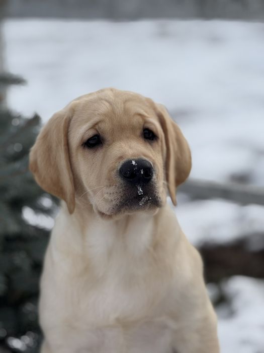 Щенки лабрадора ретривера!