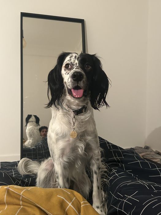 Pet sitting com muito amor