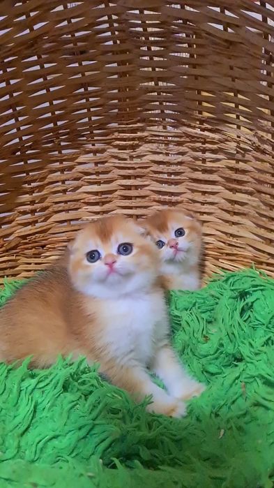 Просто идеал золотая шиншилла ny12