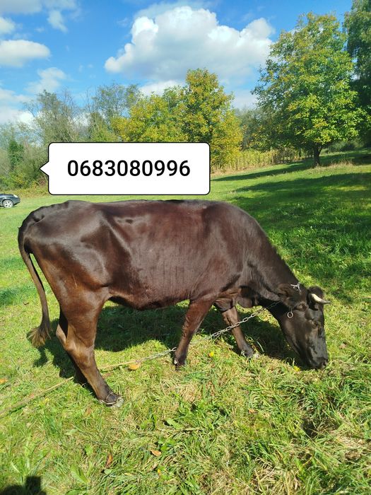 продам молоду корову шоколадка