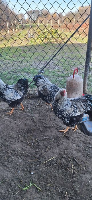 Jajka lęgowe Mix brahma,Wyandotty olbrzymie srebrne, nioski