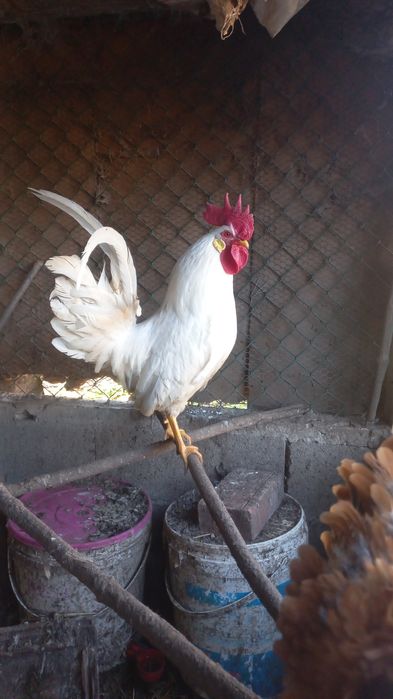 Galos Leghorne puros