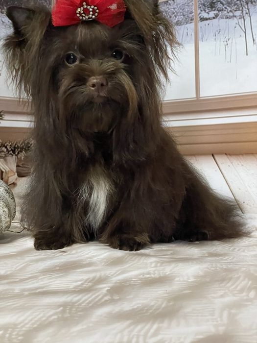 Дівчинка шоколадного йорка міні