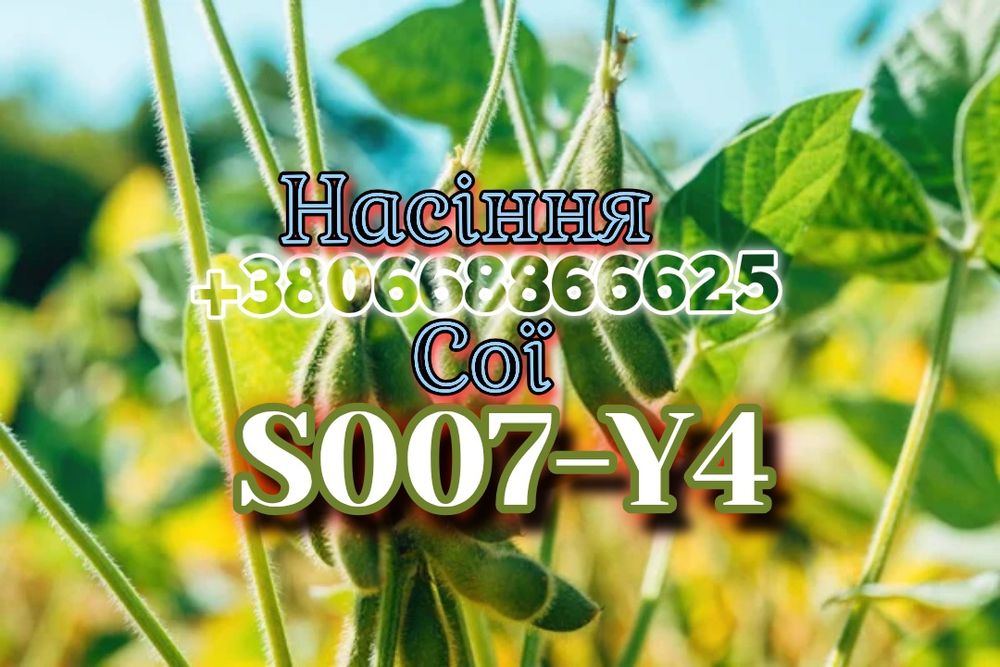 Насіння сої S007-Y4 під раундап