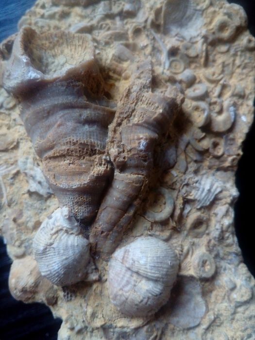 Аммонит, древность, окаменелость