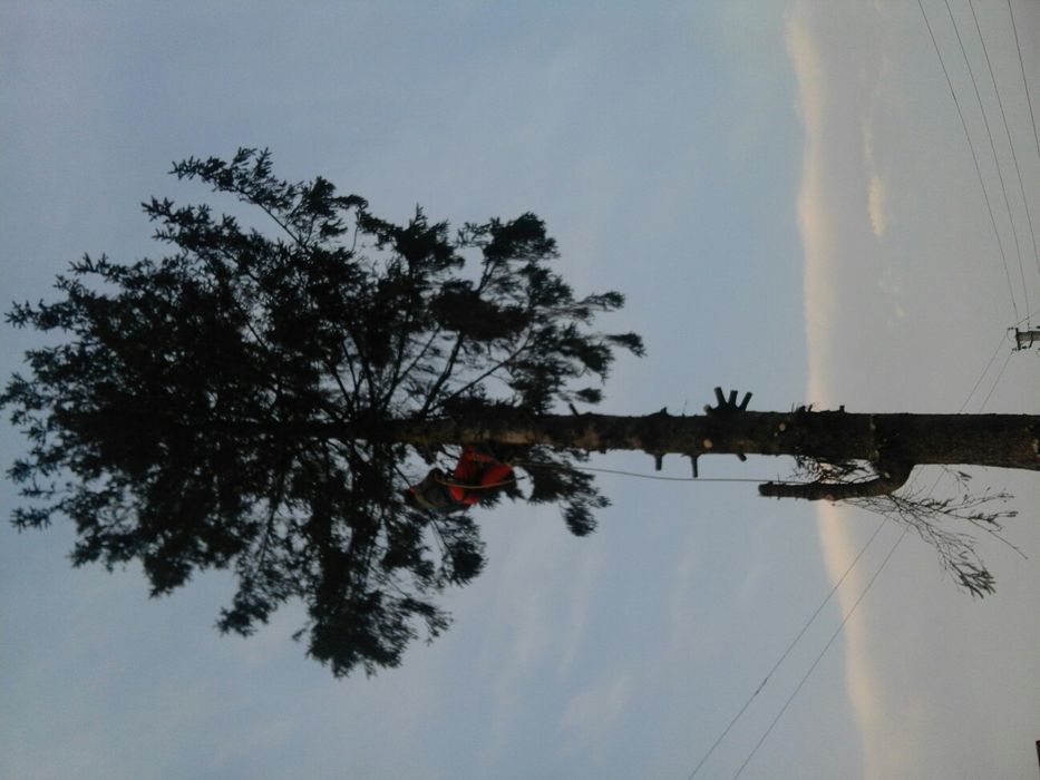 Обрізка зрізання коронування валка дерев корчування пнів скошування.