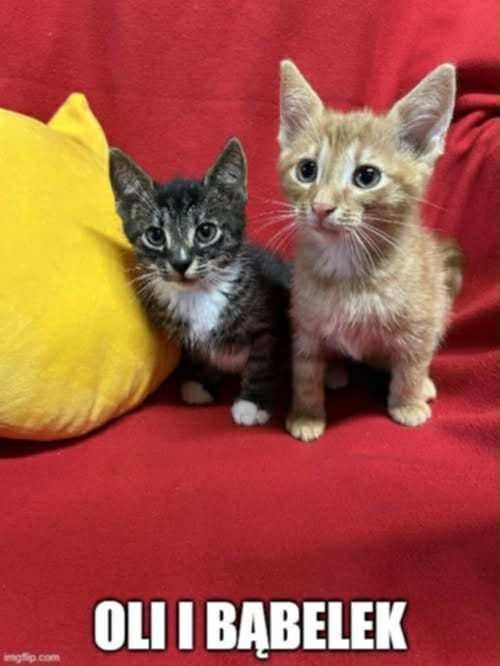 Kocięta proszą o domki.