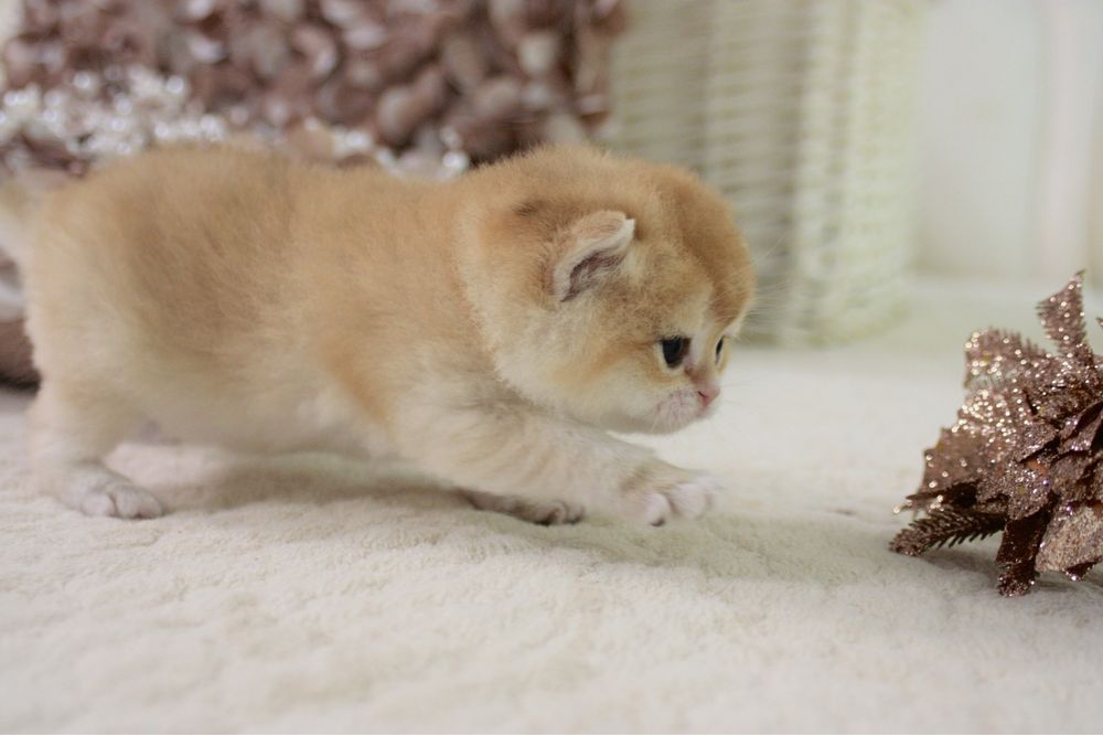 Британська кішечка золота шиншила NY12 ny11