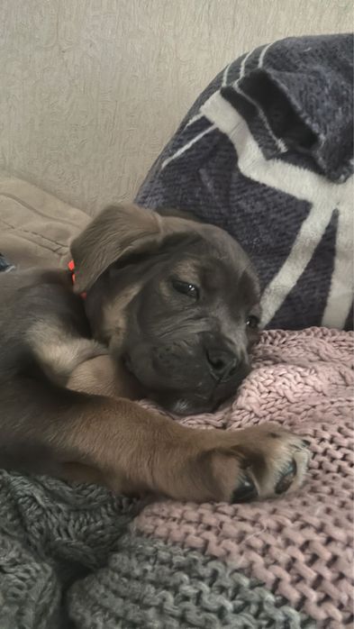 Дівчинка Кане Корсо