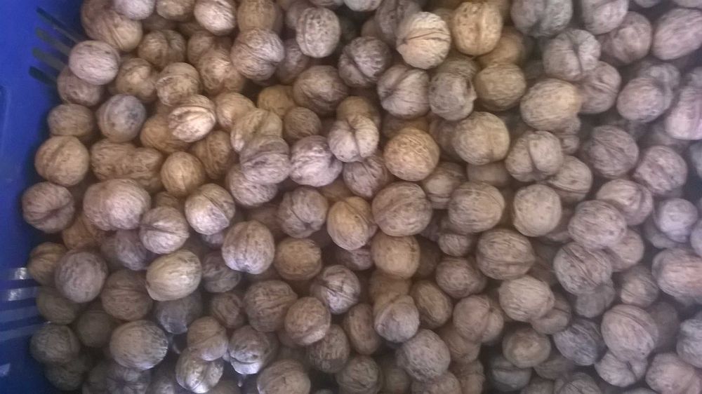 Orzechy Włoskie  Ekologiczne OKAZJA 2025