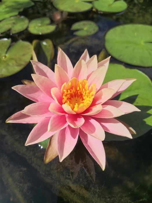 Plantas de lago Nenúfares