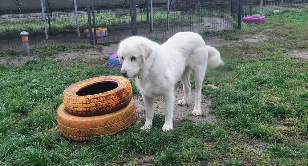 Bacek -  młody, żywiołowy podhalan z charakterem