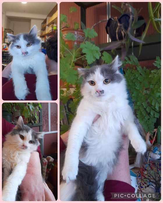 Лагідна ручна кицюня. Кошеня дівчинка 7 місяців