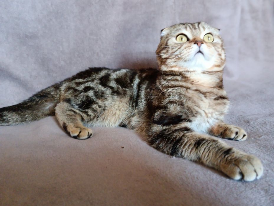 Скотиш фолд котик