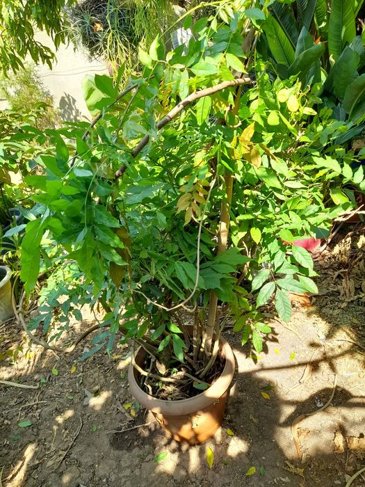 Trepadeiras de glicinias lilás