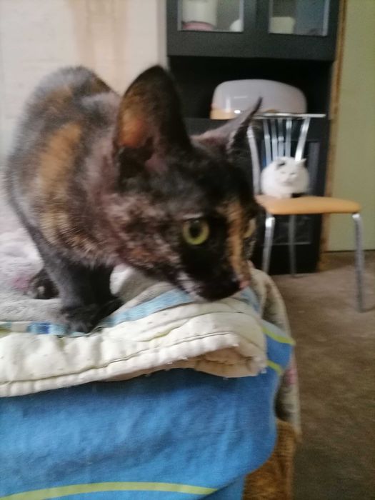 Черепаховые котята, девочки.