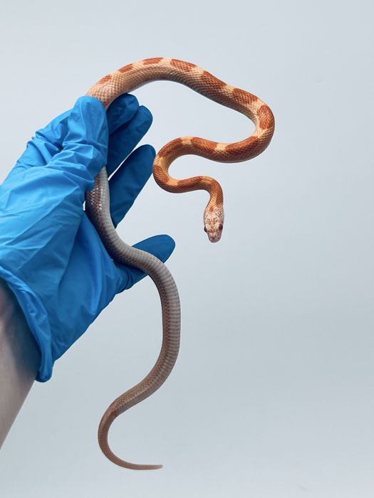 Wąż zbożowy węże zbożowe samica samiec transport